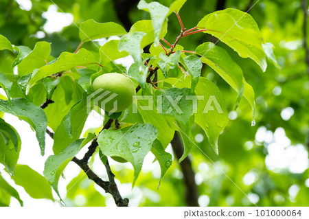 Blue plum fruit in the rainy season Blue plum fruit in the rainy season 101000064