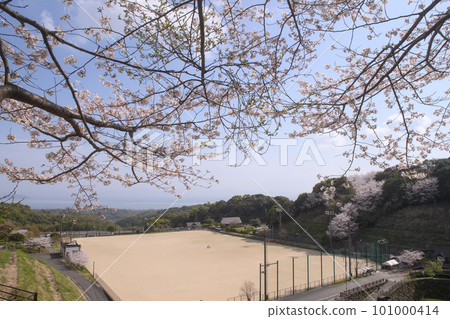 “櫻花盛開。 Misogoro Park 南島原 長崎 101000414