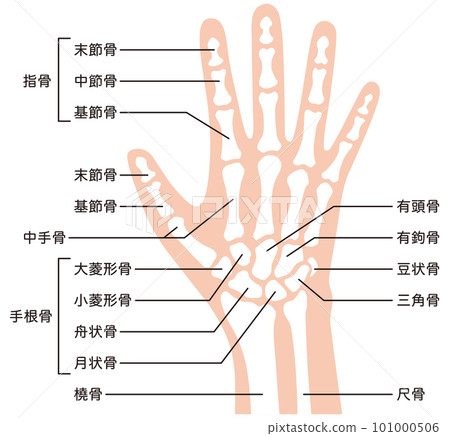 手骨骼醫療損傷人體模型 101000506