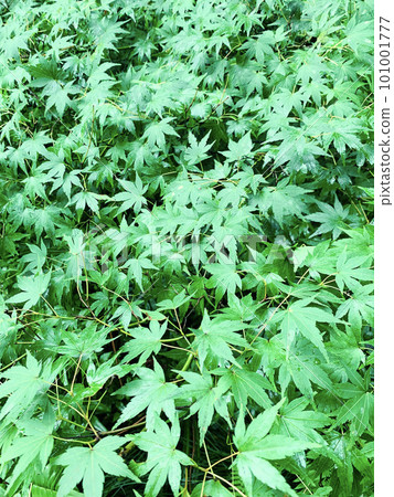 Beautiful green maple leaves 101001777