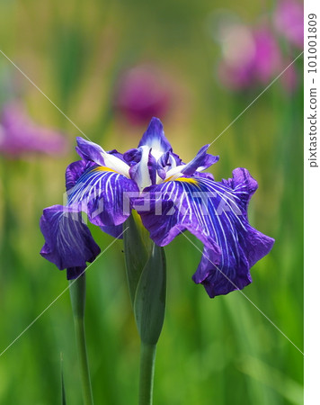 Japanese iris: Japanese iris Japanese iris: Japanese iris 101001809