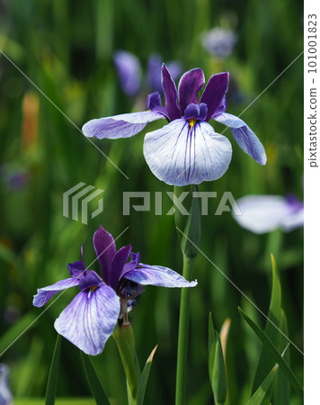 Japanese iris: Japanese iris 101001823