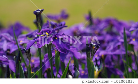 日本鳶尾:日本鳶尾 日本鳶尾:日本鳶尾 101001833