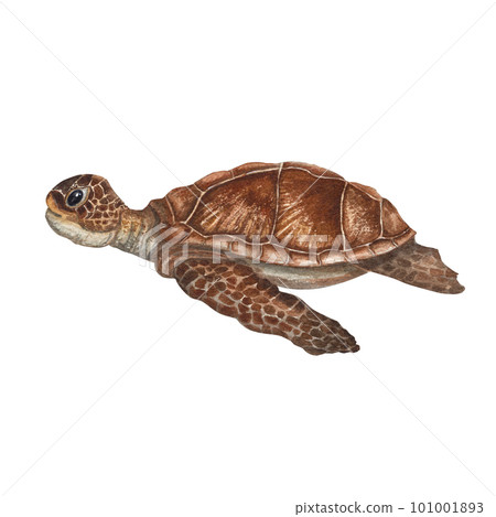 Hand painted watercolor illustration of swimming sea turtle isolated on white background. Perfect for wallpaper, print, baby textile, nursery, scrapbooking, postcards, clothing. Cartoon style. Hand painted watercolor illustration of swimming sea turtle isolated on white background. Perfect for wallpaper, print, baby textile, nursery, scrapbooking, postcards, clothing. Cartoon style. 101001893