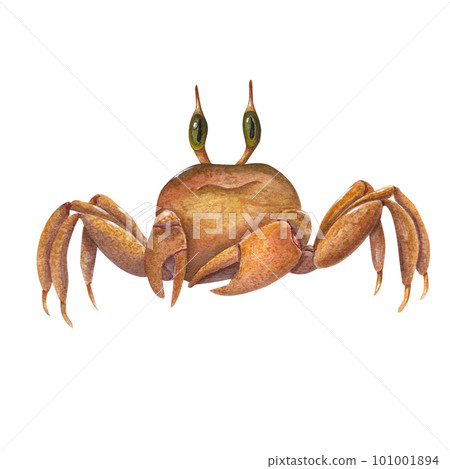 Hand painted watercolor illustration of crab isolated on white background. Can be used for wallpaper, print, baby textile, nursery, scrapbooking, postcards, clothing. Cartoon style. Hand painted watercolor illustration of crab isolated on white background. Can be used for wallpaper, print, baby textile, nursery, scrapbooking, postcards, clothing. Cartoon style. 101001894
