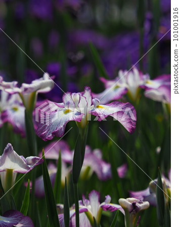 Japanese iris Japanese iris 101001916