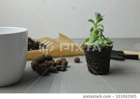 Spring transplanting plants into another pot on a gray background. Plant shovel gravel earth and pot for transplanting plants. Spring Update 101002005