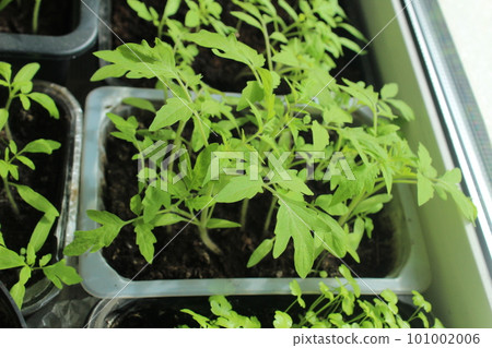 seedlings in containers growing tomato peppers. Horticulture. Summer hobby 101002006