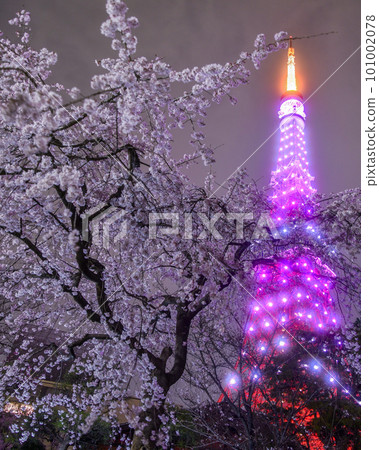 Illuminated cherry blossoms and Tokyo Tower 101002078