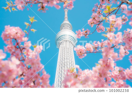 Kawazu Sakura and Sky Tree Kawazu Sakura and Sky Tree 101002238