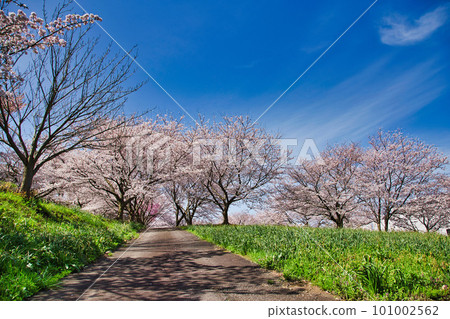 Echizen Echino Furusato Museum's cherry tree-lined avenue 101002562