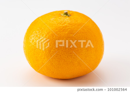 駿河優雅（天夏/柚子） 101002564