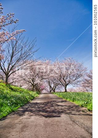 Echizen Echino Furusato 博物館的櫻花林蔭大道 101002565