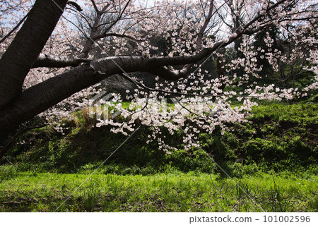 Echizen Echino Furusato Museum's cherry tree-lined avenue Echizen Echino Furusato Museum's cherry tree-lined avenue 101002596