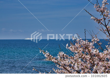 Echizen Echino Furusato 博物館的櫻花林蔭大道 101002605