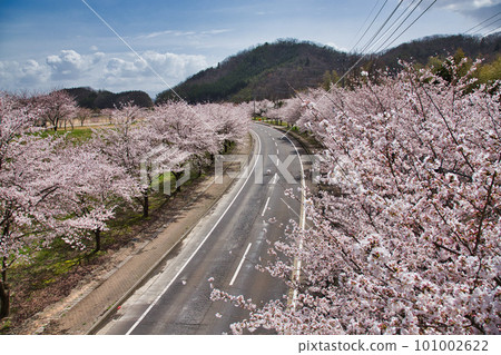 Echizen Echino Furusato 博物館的櫻花林蔭大道 101002622