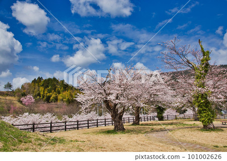 Echizen Echino Furusato Museum's cherry tree-lined avenue 101002626