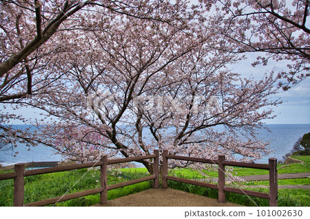 Echizen Echino Furusato Museum's cherry tree-lined avenue 101002630