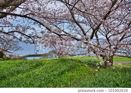 Echizen Echino Furusato Museum's cherry tree-lined avenue 101002638