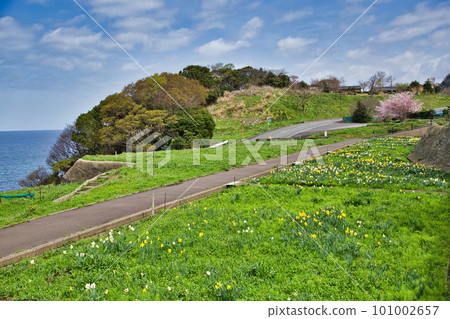 Echizen Echino Furusato 博物館的櫻花林蔭大道 Echizen Echino Furusato 博物館的櫻花林蔭大道 101002657
