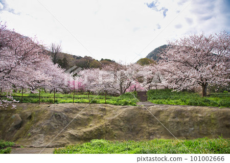 Echizen Echino Furusato Museum's cherry tree-lined avenue 101002666