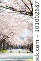 Row of cherry trees 101002687