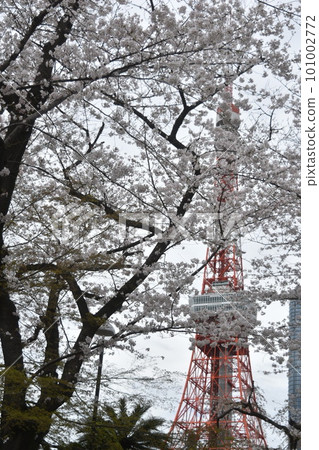 從芝公園看到的櫻花和東京鐵塔 101002772