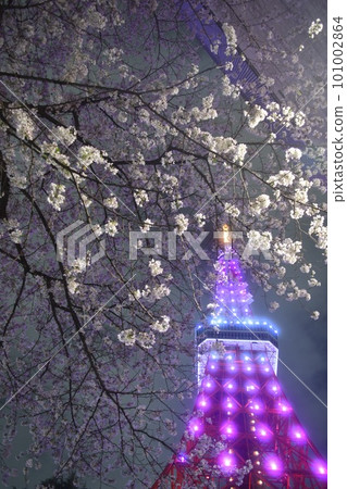 夜晚的櫻花和櫻花色的東京鐵塔 夜晚的櫻花和櫻花色的東京鐵塔 101002864