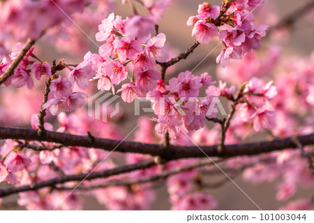 《Saitama Prefecture》 Beautiful Angyō Kanzakura Row of Cherry Blossom Trees/Kita Asaba Sakurazutsumi Park 101003044