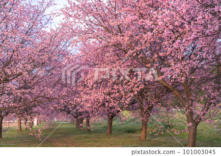 《Saitama Prefecture》 Beautiful Angyō Kanzakura Row of Cherry Blossom Trees/Kita Asaba Sakurazutsumi Park 《Saitama Prefecture》 Beautiful Angyō Kanzakura Row of Cherry Blossom Trees/Kita Asaba Sakurazutsumi Park 101003045