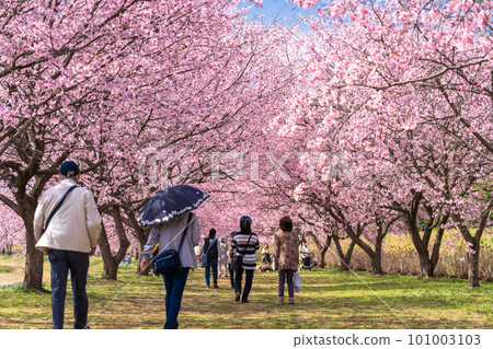 《Saitama Prefecture》 Beautiful Angyō Kanzakura Row of Cherry Blossom Trees/Kita Asaba Sakurazutsumi Park 101003103
