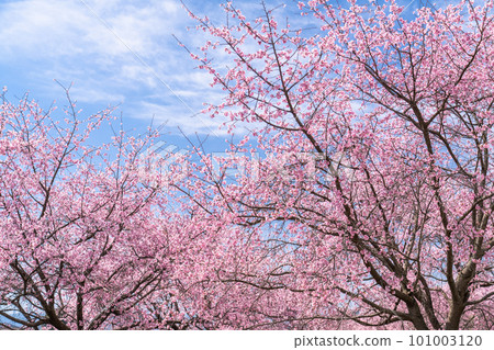 《Saitama Prefecture》 Beautiful Angyō Kanzakura Row of Cherry Blossom Trees/Kita Asaba Sakurazutsumi Park 《Saitama Prefecture》 Beautiful Angyō Kanzakura Row of Cherry Blossom Trees/Kita Asaba Sakurazutsumi Park 101003120