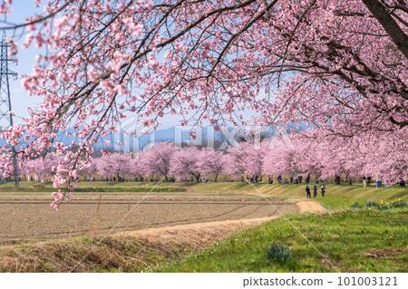 《Saitama Prefecture》 Beautiful Angyō Kanzakura Row of Cherry Blossom Trees/Kita Asaba Sakurazutsumi Park 101003121