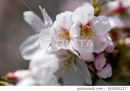Sakura Somei Yoshino (Yoshino cherry tree) Sakura Somei Yoshino (Yoshino cherry tree) 101003227