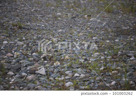 Look for little-eared plover chicks! Look for little-eared plover chicks! 101003262
