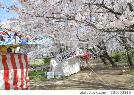 Miyagawa Bank of spring Miyagawa Bank of spring 101003319