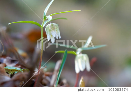 Koshinokobaimousou that blooms bell-shaped flowers in early spring Koshinokobaimousou that blooms bell-shaped flowers in early spring 101003374
