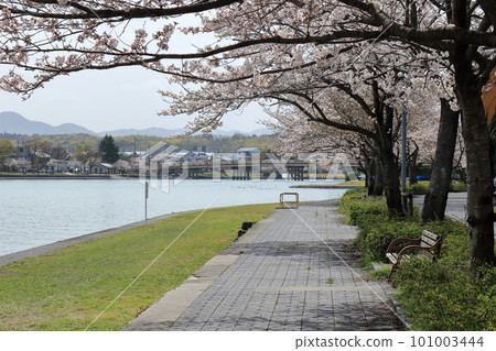 瀨田川沿岸的櫻花樹和瀨田的唐橋 瀨田川沿岸的櫻花樹和瀨田的唐橋 101003444