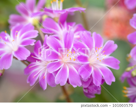 Levisia Levisia 101003570