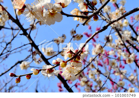 White plum shining in the blue sky White plum shining in the blue sky 101003749