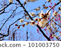 White plum shining in the blue sky 101003750