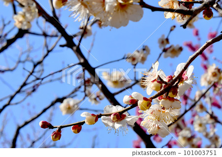 White plum shining in the blue sky 101003751