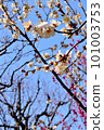 White plum shining in the blue sky 101003753