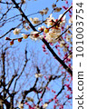 White plum shining in the blue sky 101003754