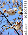 White plum shining in the blue sky 101003755