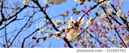 White plum shining in the blue sky 101003761