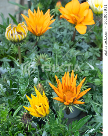 雜色菊花苗 雜色菊花苗 101003911