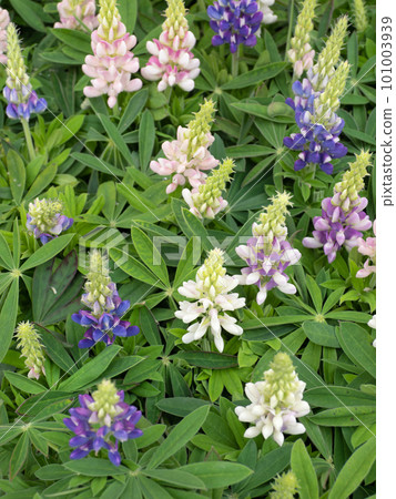 lupine flower 101003939
