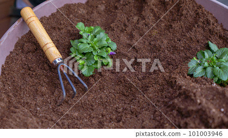 Taking care planting seedling with small garden rake in the soil. New sprout on sunny day in the garden in summer. Planting new flowers in spring. Taking care planting seedling with small garden rake in the soil. New sprout on sunny day in the garden in summer. Planting new flowers in spring. 101003946