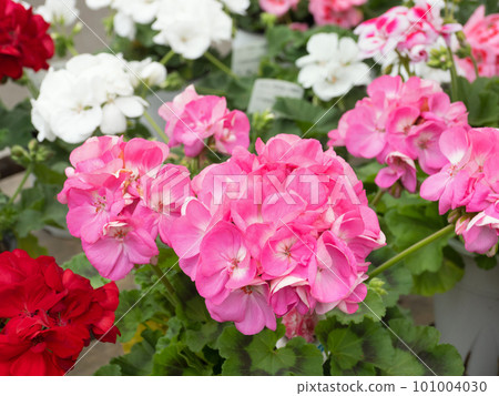 geranium flower 101004030